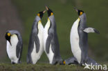 Koningspinguin (Aptenodytes patagonicus)