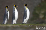 Koningspinguin (Aptenodytes patagonicus)