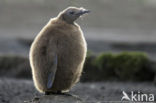 Koningspinguin (Aptenodytes patagonicus)