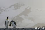 Koningspinguin (Aptenodytes patagonicus)