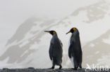 Koningspinguin (Aptenodytes patagonicus)