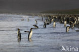 Koningspinguin (Aptenodytes patagonicus)