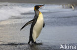 Koningspinguin (Aptenodytes patagonicus)