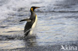 Koningspinguin (Aptenodytes patagonicus)