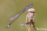 Lantaarntje (Ischnura elegans)