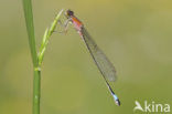 Lantaarntje (Ischnura elegans)