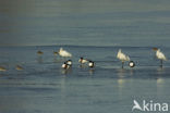 Lepelaar (Platalea leucorodia)