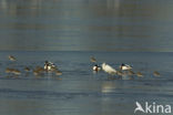 Lepelaar (Platalea leucorodia)