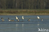 Lepelaar (Platalea leucorodia)