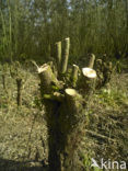 Nationaal Park de Biesbosch