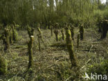 Nationaal Park de Biesbosch