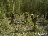 Nationaal Park de Biesbosch