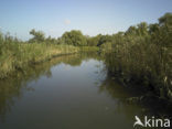 Nationaal Park de Biesbosch