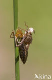 Noordse witsnuitlibel (Leucorrhinia rubicunda)