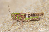 Oedaleus decorus