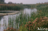 Oostvaardersplassen