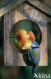 Blue Tit (Parus caeruleus)