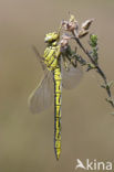 Plasrombout (Gomphus pulchellus)