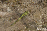 Plasrombout (Gomphus pulchellus)