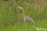 Purperreiger (Ardea purpurea) 