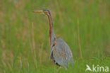 Purperreiger (Ardea purpurea) 