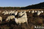 Schaap (Ovis domesticus)