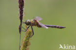 Smaragdlibel (Cordulia aenea)