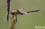 Smaragdlibel (Cordulia aenea)