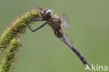 Smaragdlibel (Cordulia aenea)