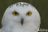 Sneeuwuil (Bubo scandiacus)