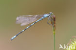 Speerwaterjuffer (Coenagrion hastulatum) 