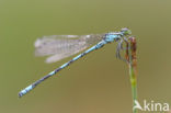 Speerwaterjuffer (Coenagrion hastulatum) 