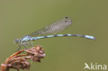 Speerwaterjuffer (Coenagrion hastulatum) 