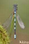 Speerwaterjuffer (Coenagrion hastulatum) 