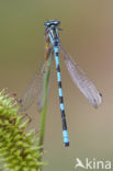 Speerwaterjuffer (Coenagrion hastulatum) 