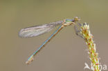 Tangpantserjuffer (Lestes dryas)