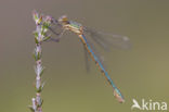 Tangpantserjuffer (Lestes dryas)