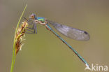 Tangpantserjuffer (Lestes dryas)