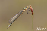 Tangpantserjuffer (Lestes dryas)