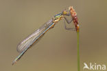 Tangpantserjuffer (Lestes dryas)