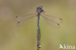 Tangpantserjuffer (Lestes dryas)