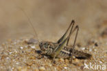 Tuberous Bush-cricket (Platycleis affinis)
