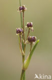 Veenbloembies (Scheuchzeria palustris) 