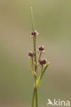 Veenbloembies (Scheuchzeria palustris) 