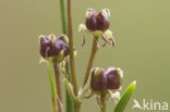 Veenbloembies (Scheuchzeria palustris) 