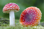 Vliegenzwam (Amanita muscaria)