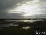 Waddenzee