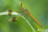 Bandheidelibel (Sympetrum pedemontanum) 