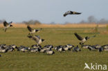 Brandgans (Branta leucopsis)