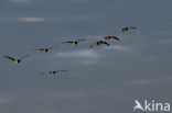 Brandgans (Branta leucopsis)